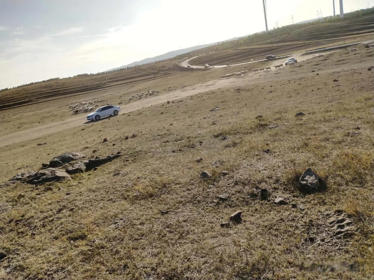 #记录我的2023#这样的草原，真的让人很失望。

人们是喜欢绿色的。

绿色，