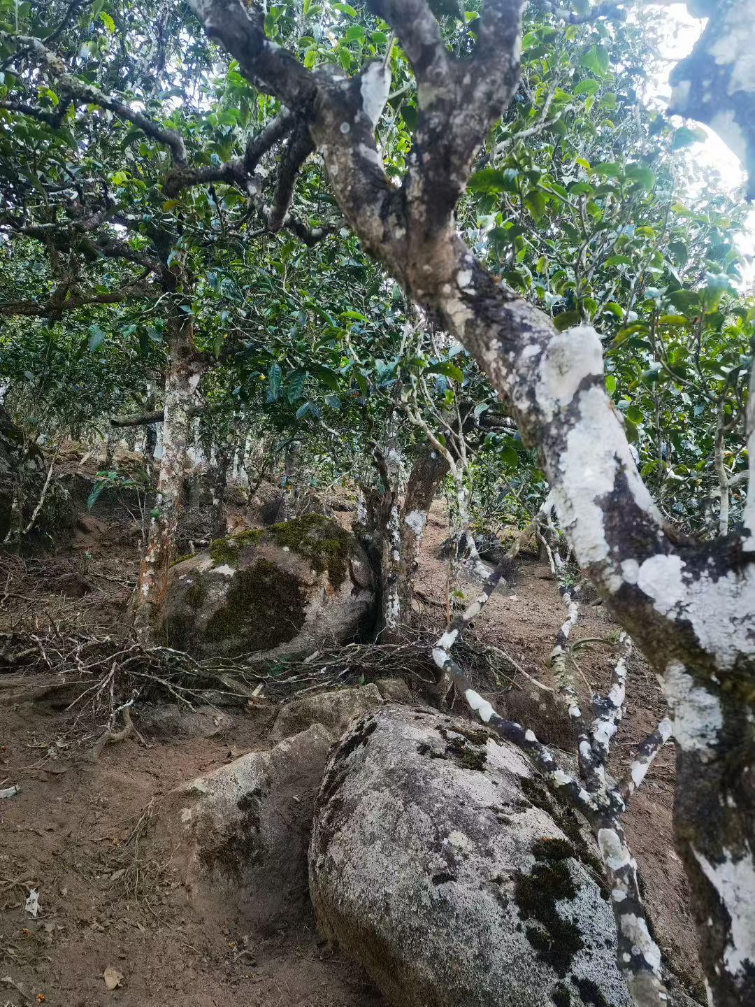 茶经说：上者生烂石☄茶树生长的土壤以“烂石”为最佳，能产出品质上乘的茶叶。