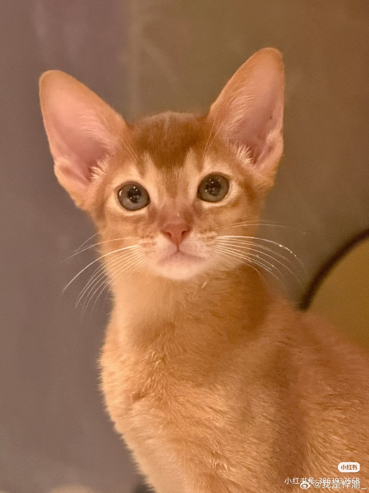 小十一是梓渝亲自生的 