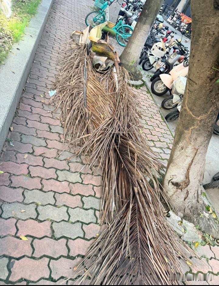 没错 这是广东的树叶