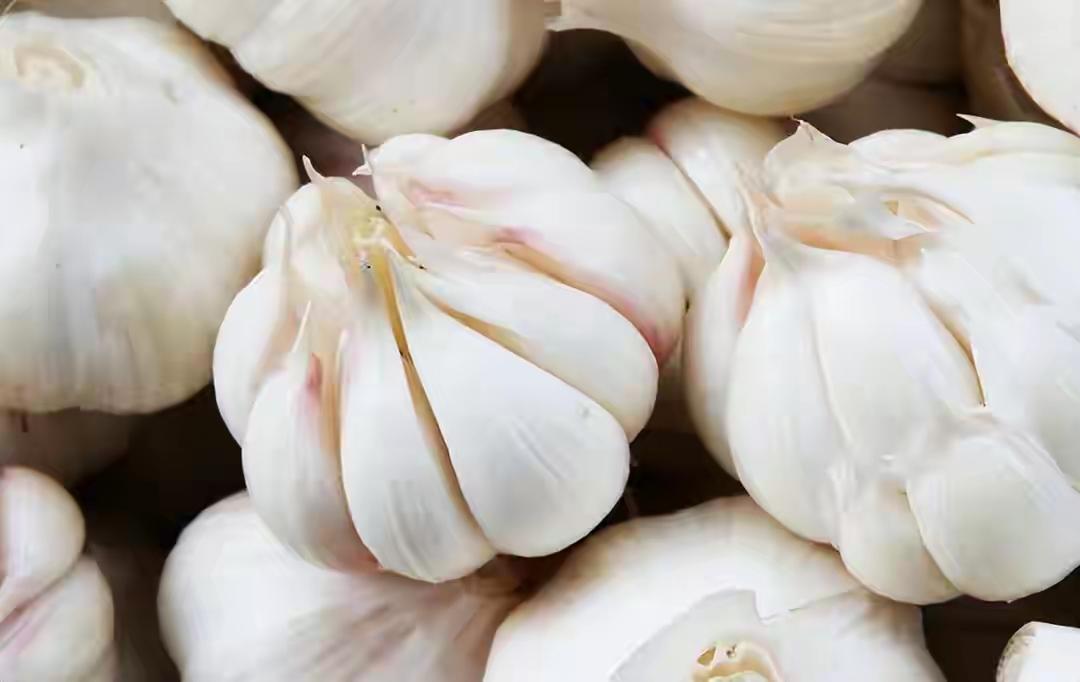 一颗大蒜=一支“天然青霉素”？别急着嫌弃它辣嘴，它正在偷偷替你挡子弹！


01