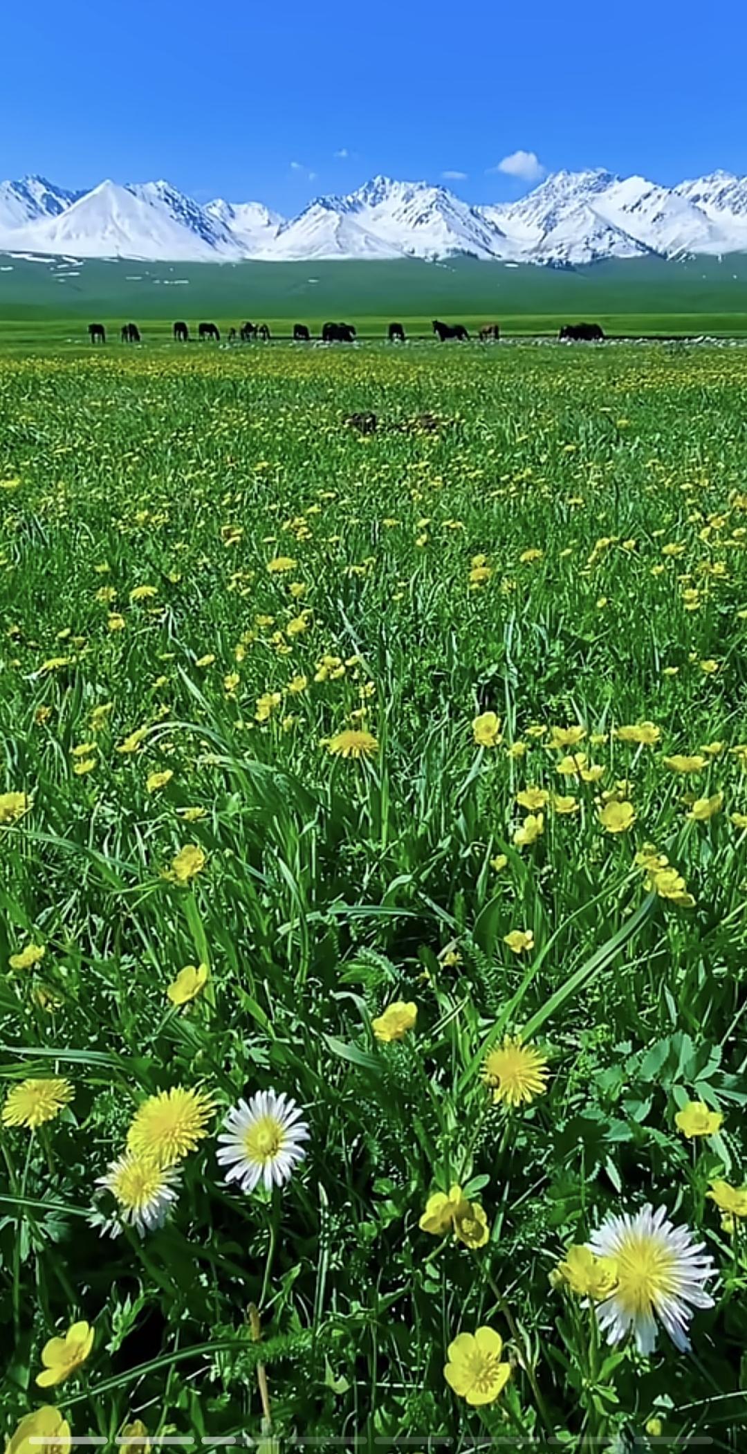 一片绿油油的草原，远处是雪山，风景真美！草原 风景 治愈系草原风光 蓝天白云蓝草