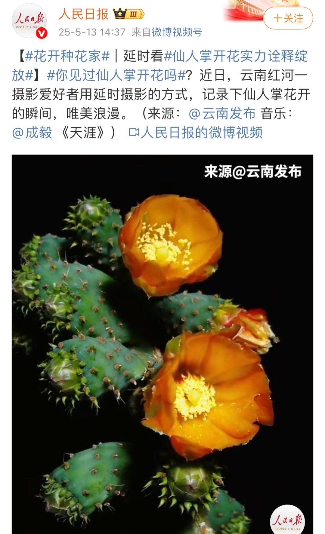 人民日报发布成毅唱的天涯：花开种华家，仙人掌开花实力诠释绽放！[666] ​​​