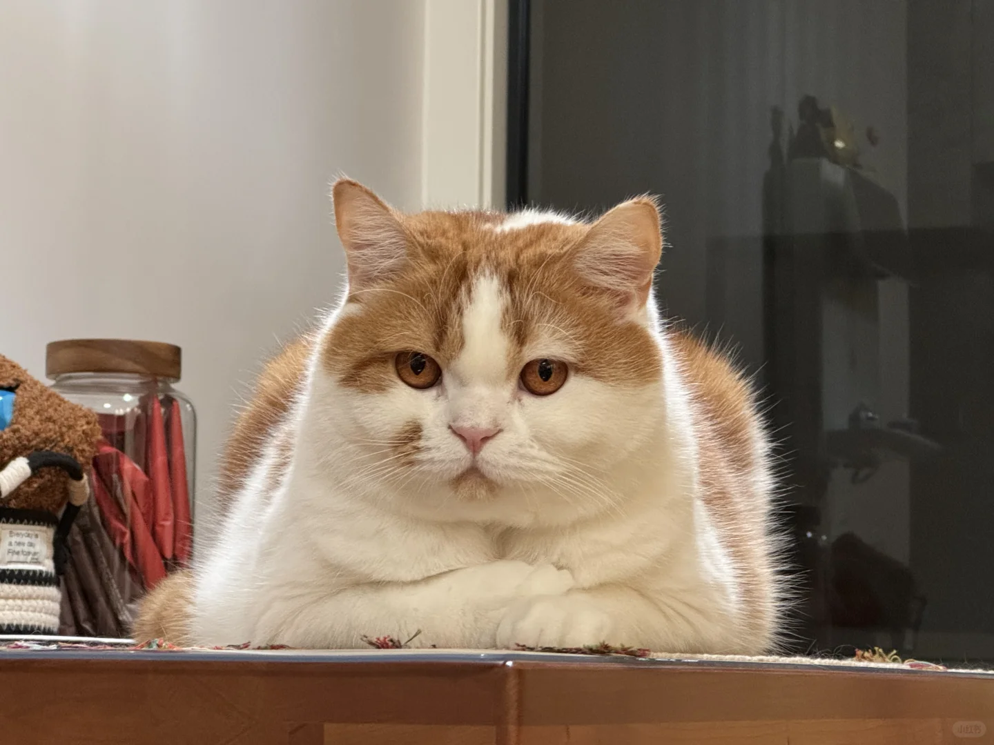 一脸peace的小猫