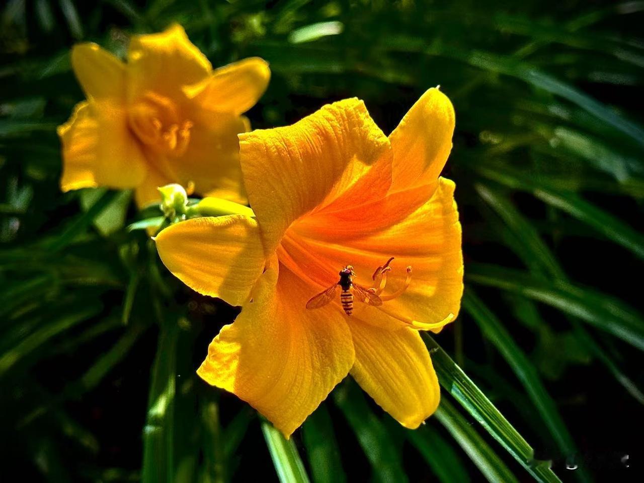 5月20日的萱草花
              （原创）


一朵朵的萱草花举着
