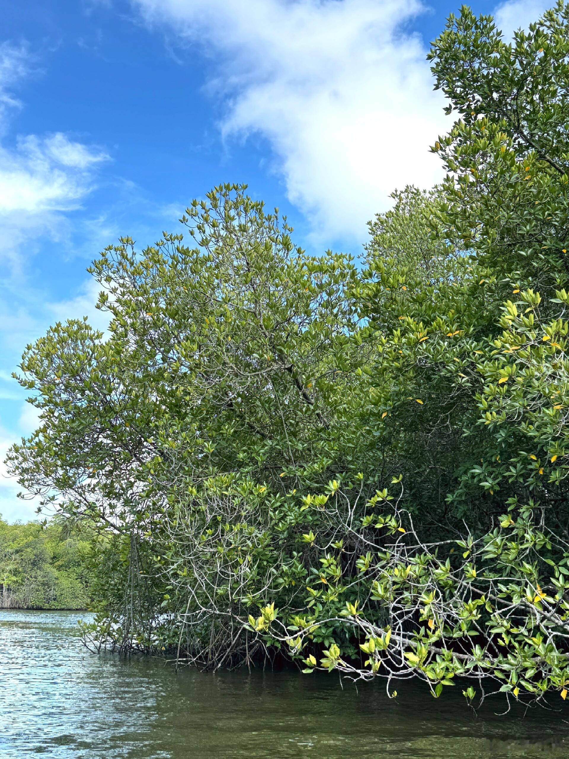 盘根错杂的气生根，是它对抗窒息的武器；抵御风浪的身躯，是它守护海岸的决心，这可能