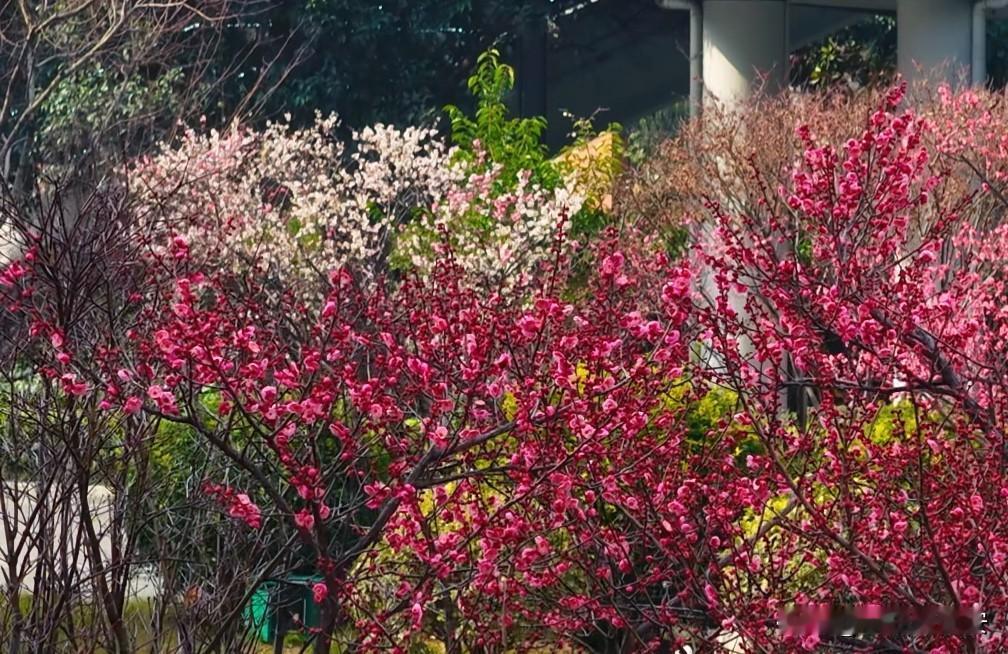 你敢信么，高新路的红梅这几天居然花开正艳

今年西安的暖冬让春天的脚步来得

更