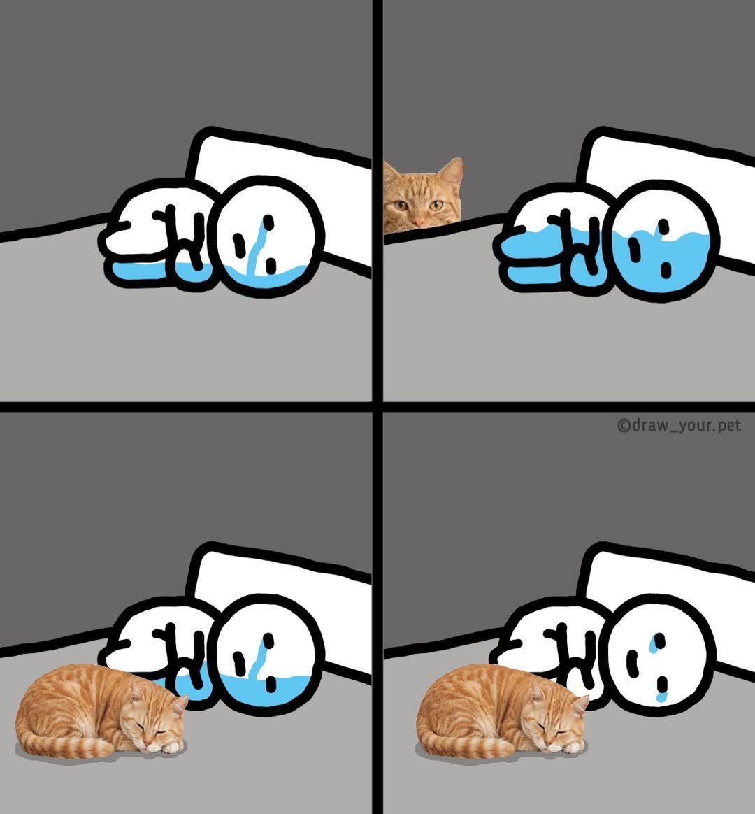 小猫是吸水巾 