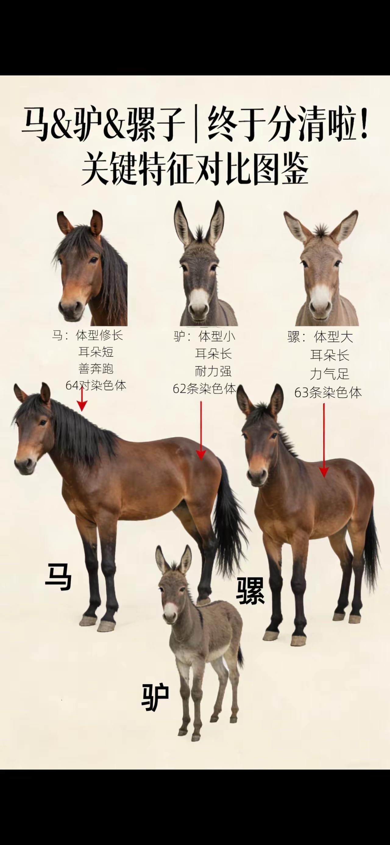 骡子到底是种什么动物？从生物分类层次来看，骡子不属于一个独立物种，但地球上确实生