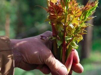 刺龙苞扎手又金贵，简直就是的山里的宝贝，我们村里人也是怪，刺龙苞跟名字一样浑身长