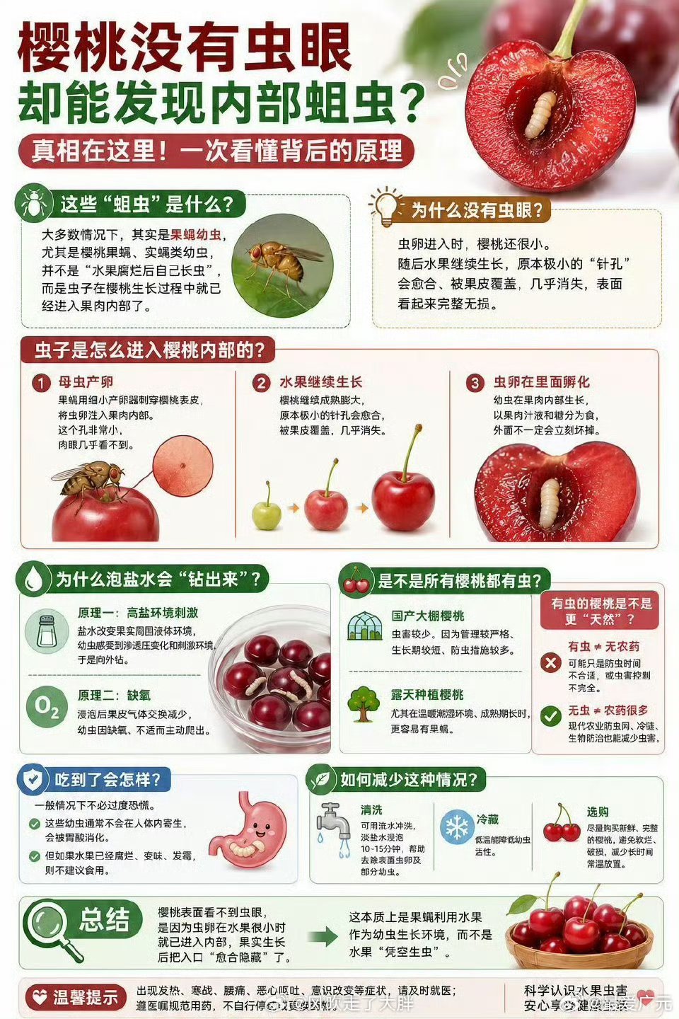 樱桃 虫子你还会去吃樱桃吗？ 广元