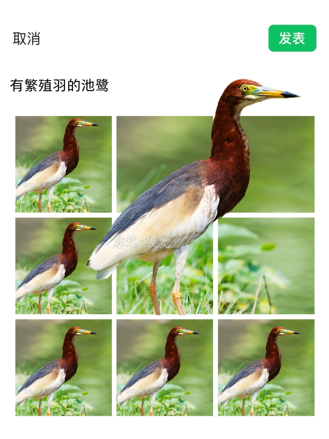 带繁殖羽的池鹭