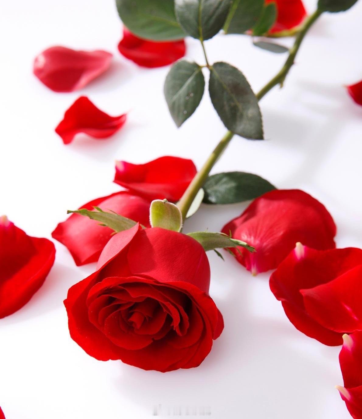 春风十里不及你，花开万丈不及你。你是万物不及的最美相遇，灵魂契合的至爱。岁月不老