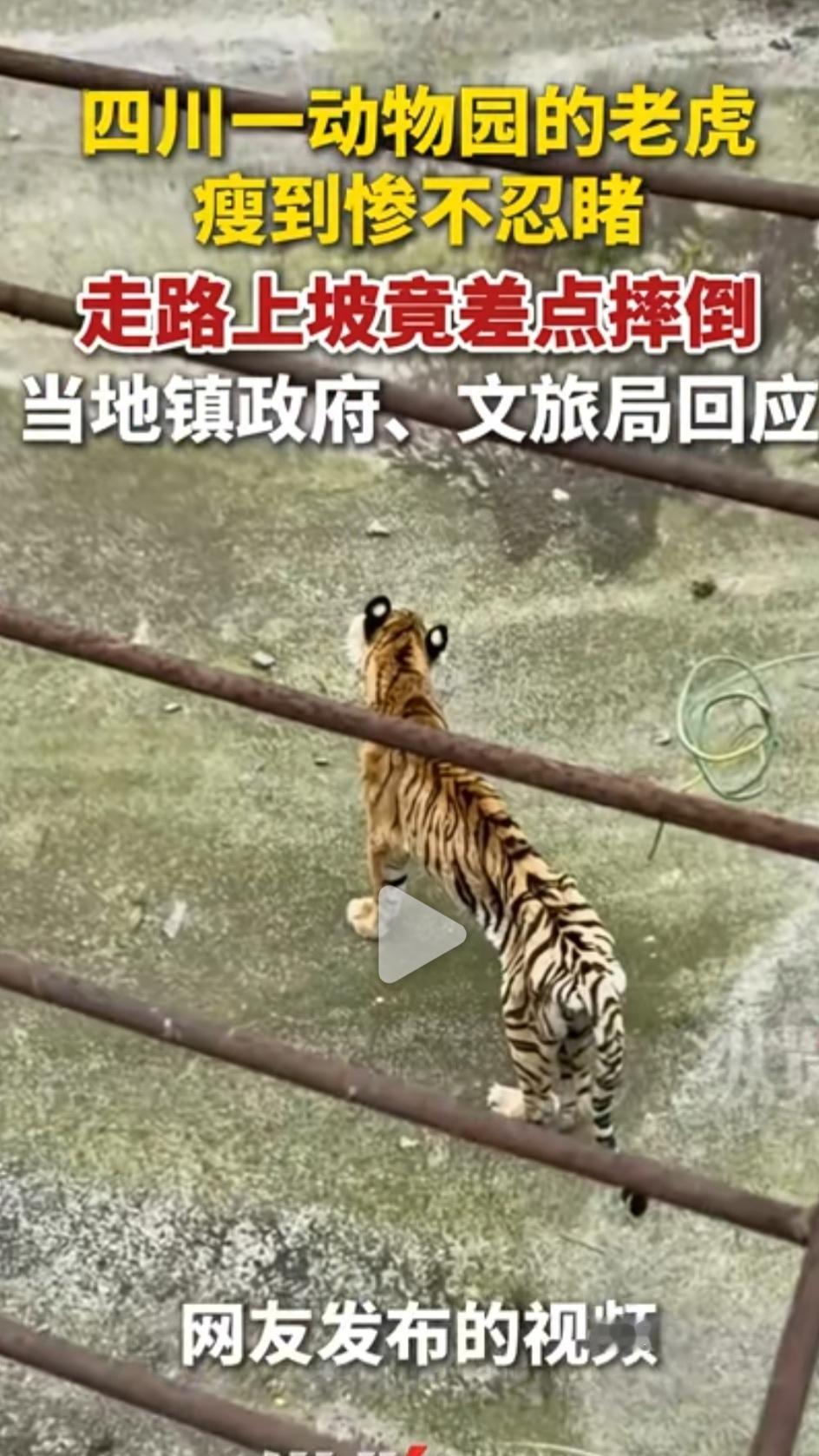 老虎走路都打偏了，老虎瘦得像纸片！网友惊呼：这只老虎得饿成啥样啊？

这只饿成纸