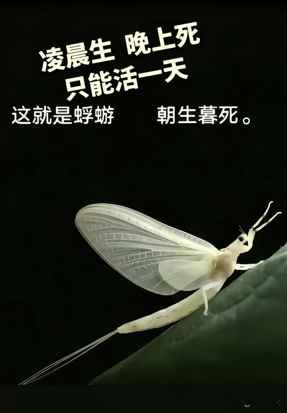 朝生暮死，你见过这种昆虫吗？
