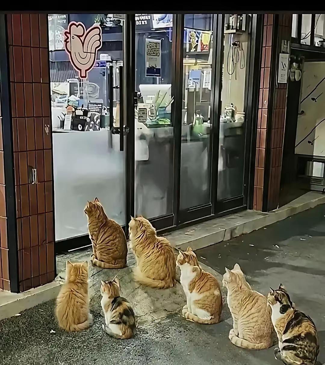 “治愈感满满！”北京街边烤鸡店灯光下，二十余只流浪猫有序排队等待投喂，引得路人驻