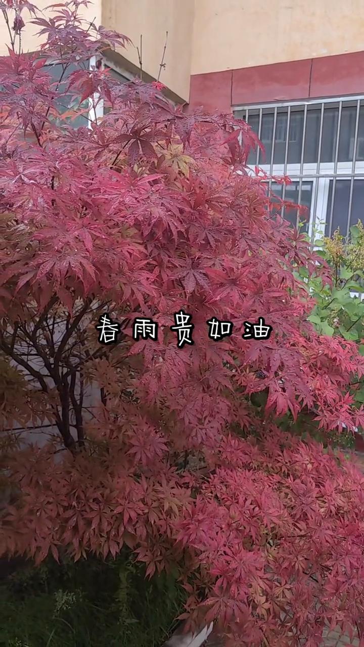 春雨贵加油。