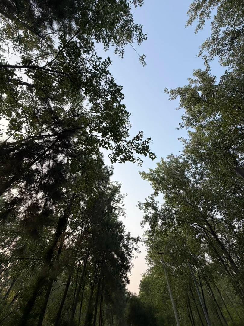 张新成 看风景 