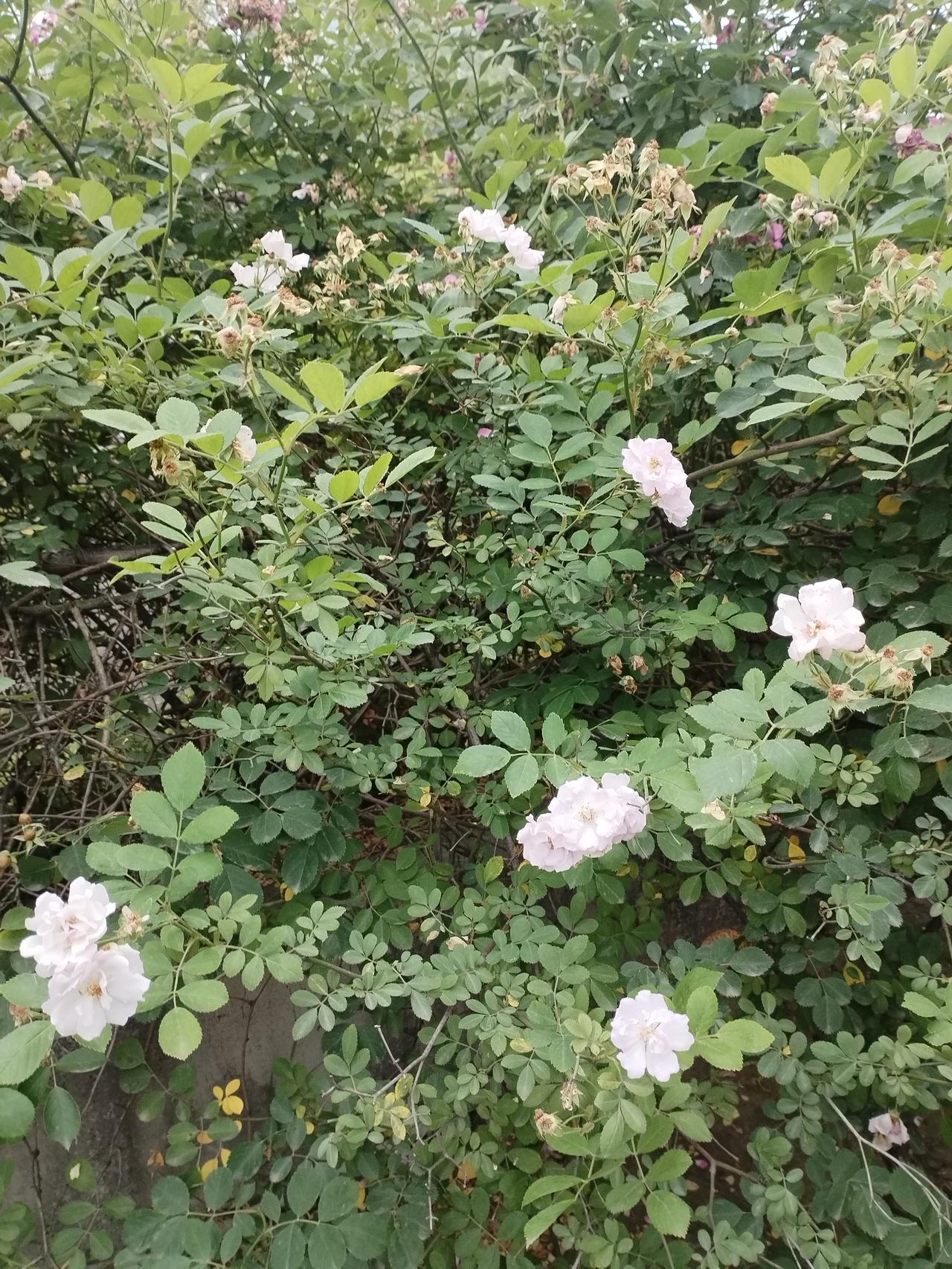 岁岁风调雨顺，请赐下联

上联：“岁岁风调雨顺”

这是一个非常吉祥的上联，意思