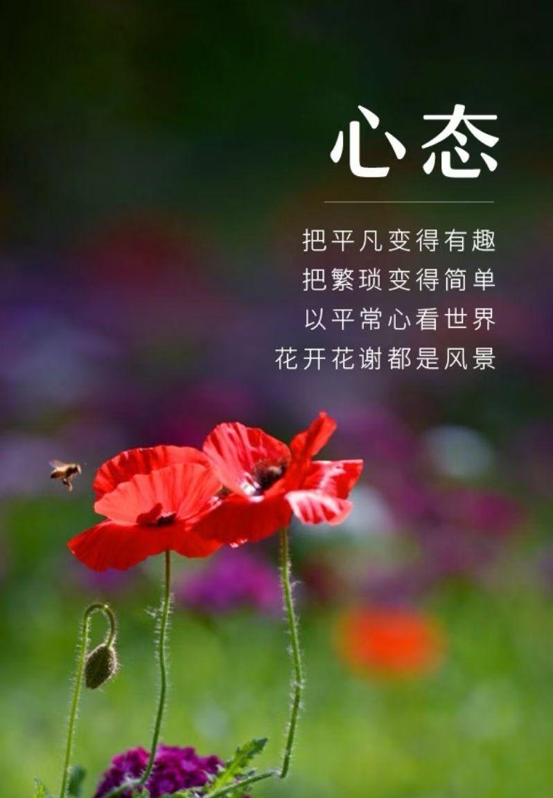 [风扇] 一路同行的分享2899 -- 心怀美好，热爱生活，与时光并行，不问花开