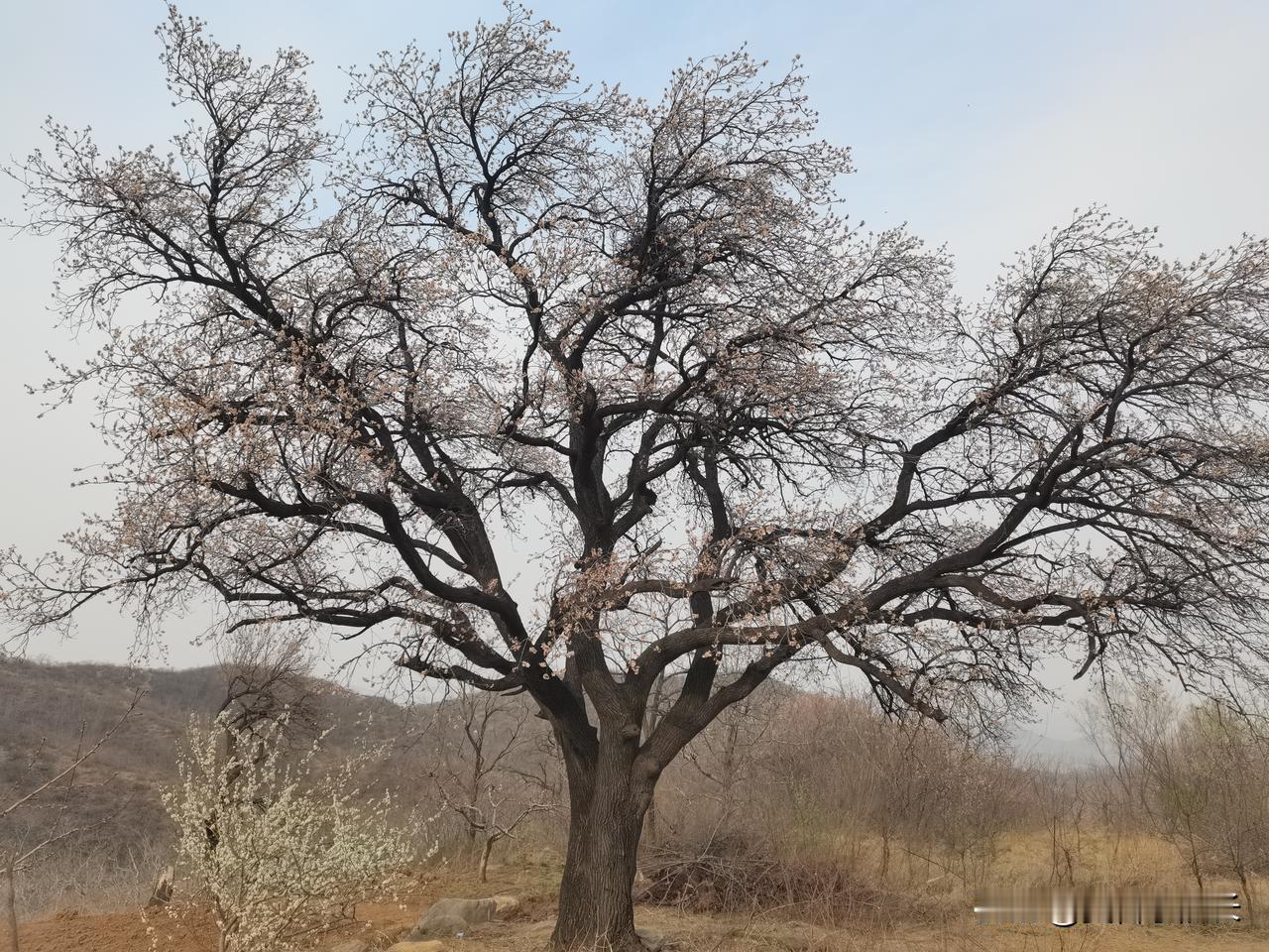 3月27日，石家庄市赞皇县波浪坡杏花实拍。目前还能看到杏花，不过杏花快要凋谢了，
