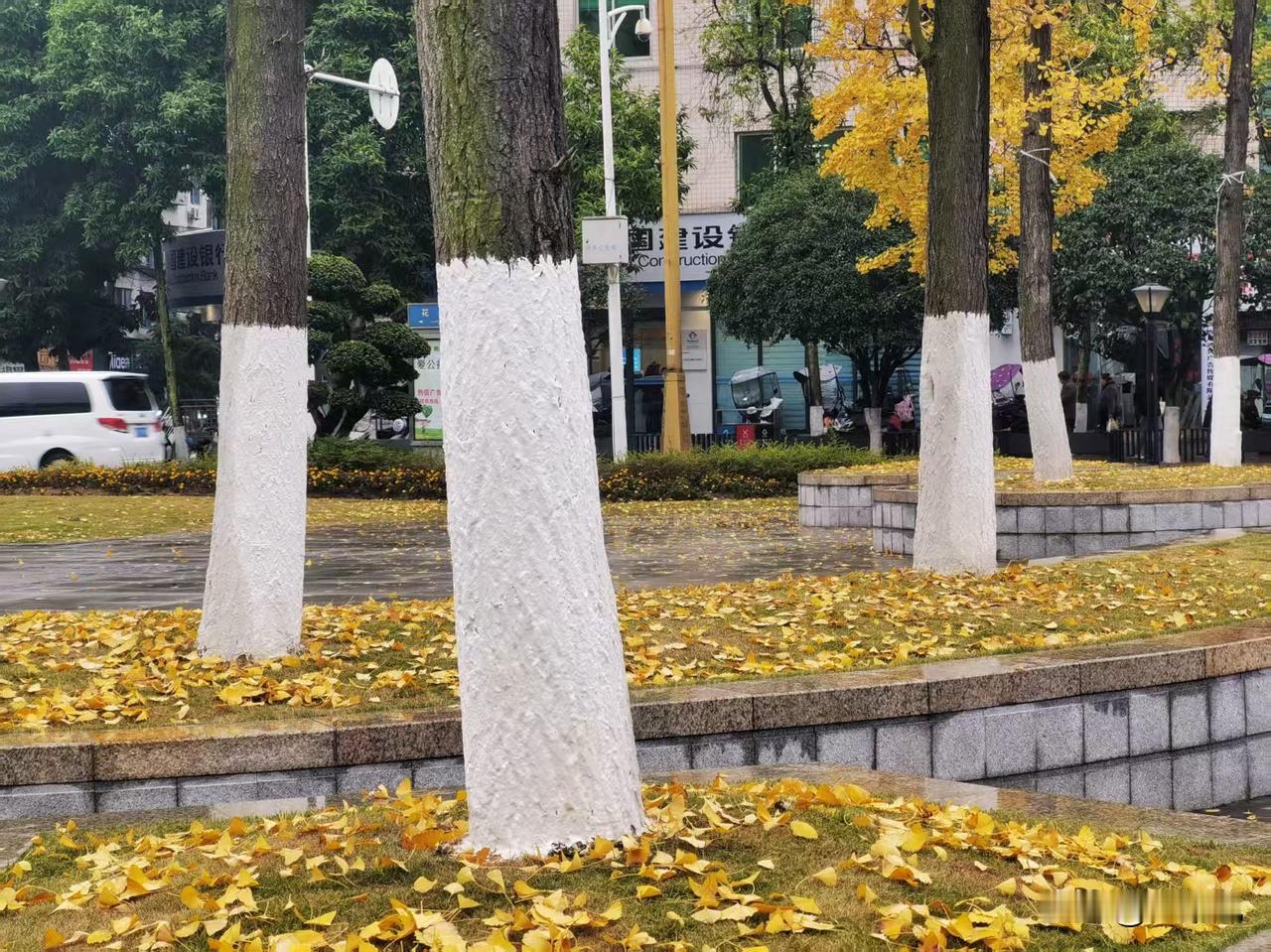 我用酒意当作盔甲，
挡住寒夜，
黄色的银杏叶却已败下阵来，
我宁愿这是秋的延续，