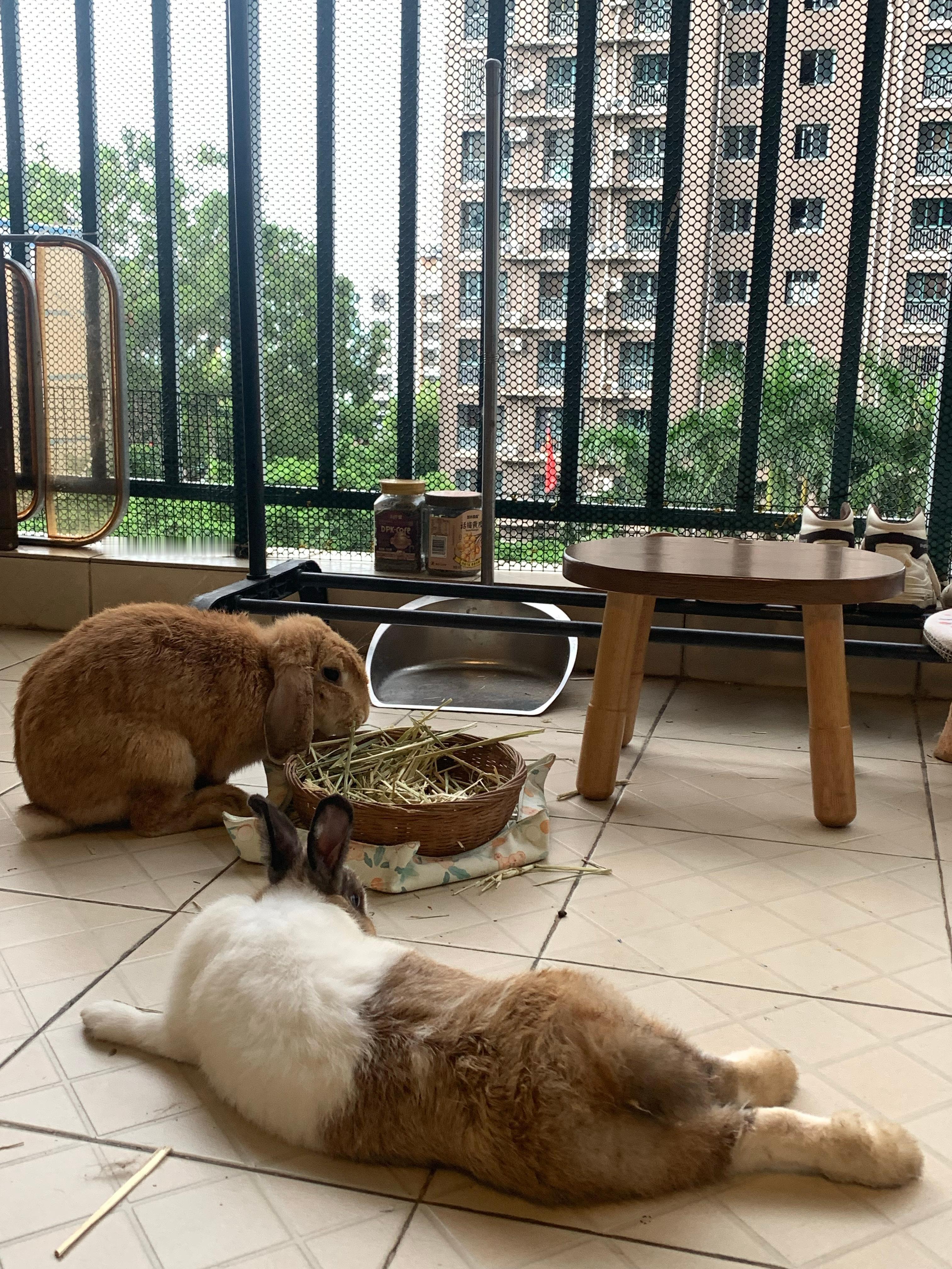 它是怎么可以躺成这么妖娆的姿势的 