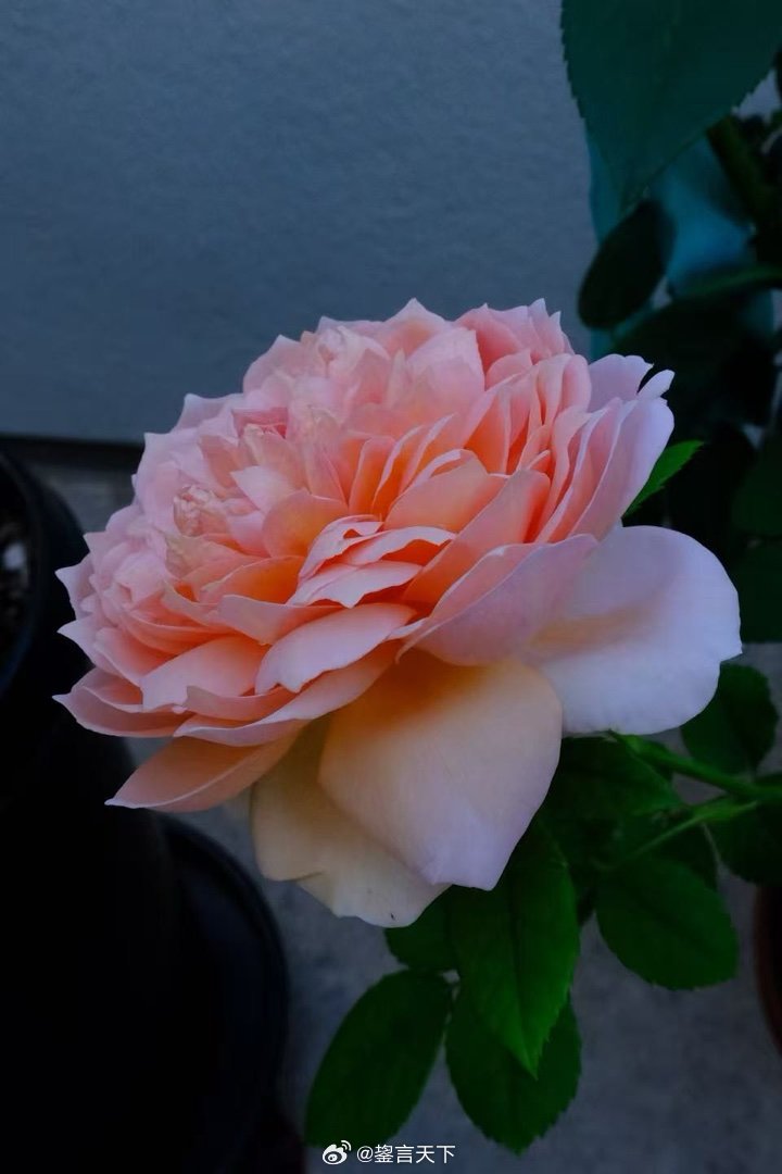 乖妈每天拍🌹 