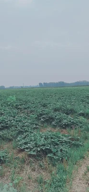 今天下午
见到一片红薯地
红薯叶子
几乎都是虫眼
看起来它们很受伤
主人大概没有