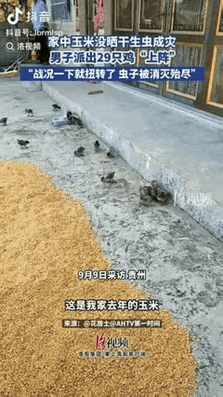 人咋能这么聪明！

贵州一位大哥，因玉米没晒干，导致生虫，而且数量庞大，爬满家门
