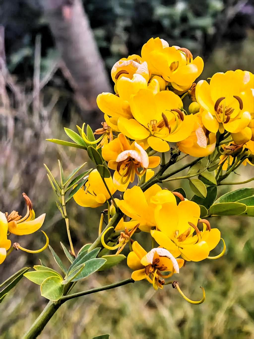 走在路上一眼就被这丛黄澄澄的花给晃到了，这明晃晃的黄色也太扎眼了吧！花瓣舒展着，