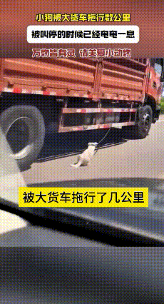 看完心里太难受了，真心疼这小狗啊。活活被大货车拖出去好几公里，停下来的时候都奄奄