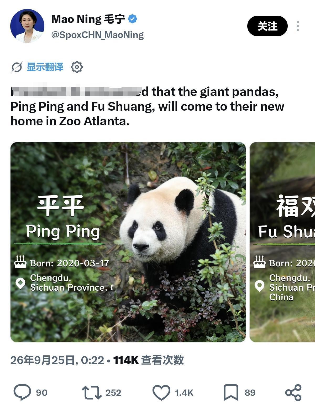 不比不知道，一比吓一跳。
 
跟敦实憨气的平平相比，福双坐姿秀气，身形纤细，妥妥