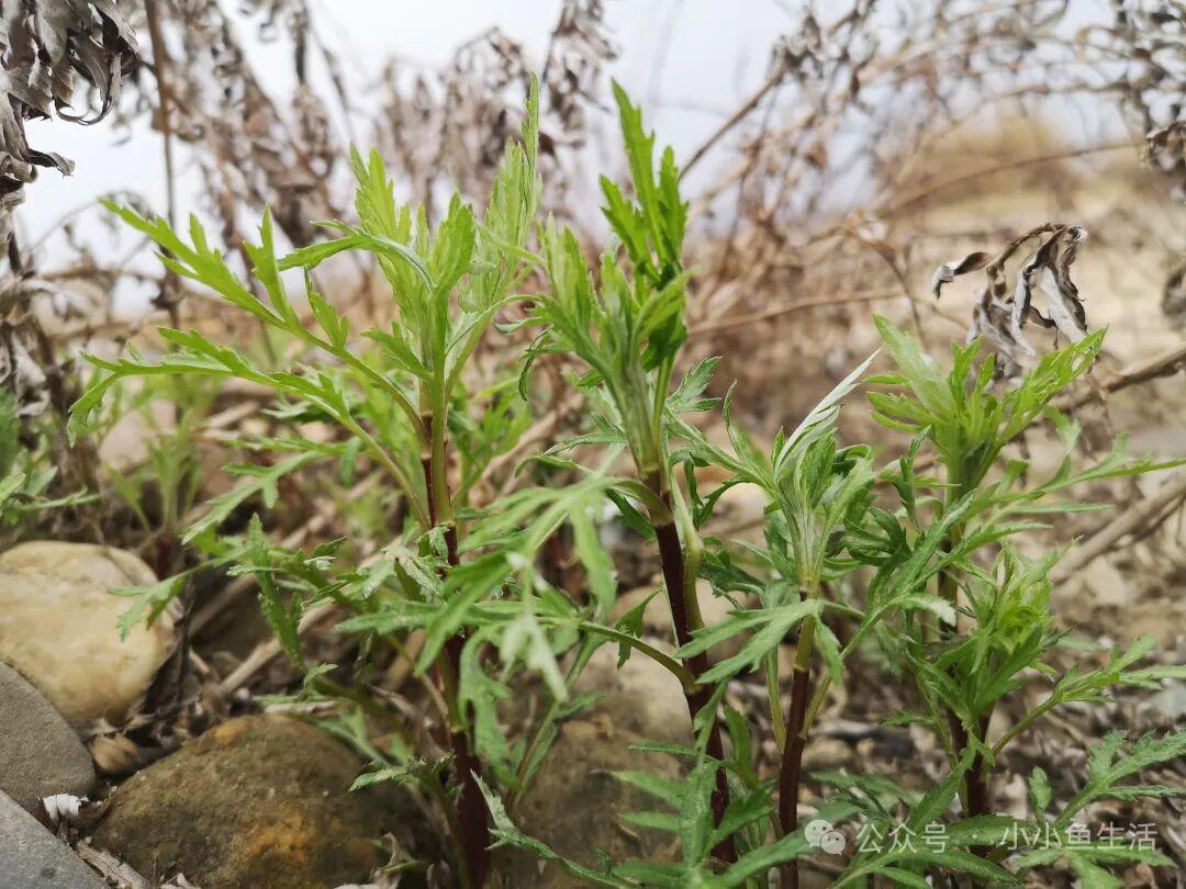 野趣盎然的绿色小植物，自然生长的美丽。
