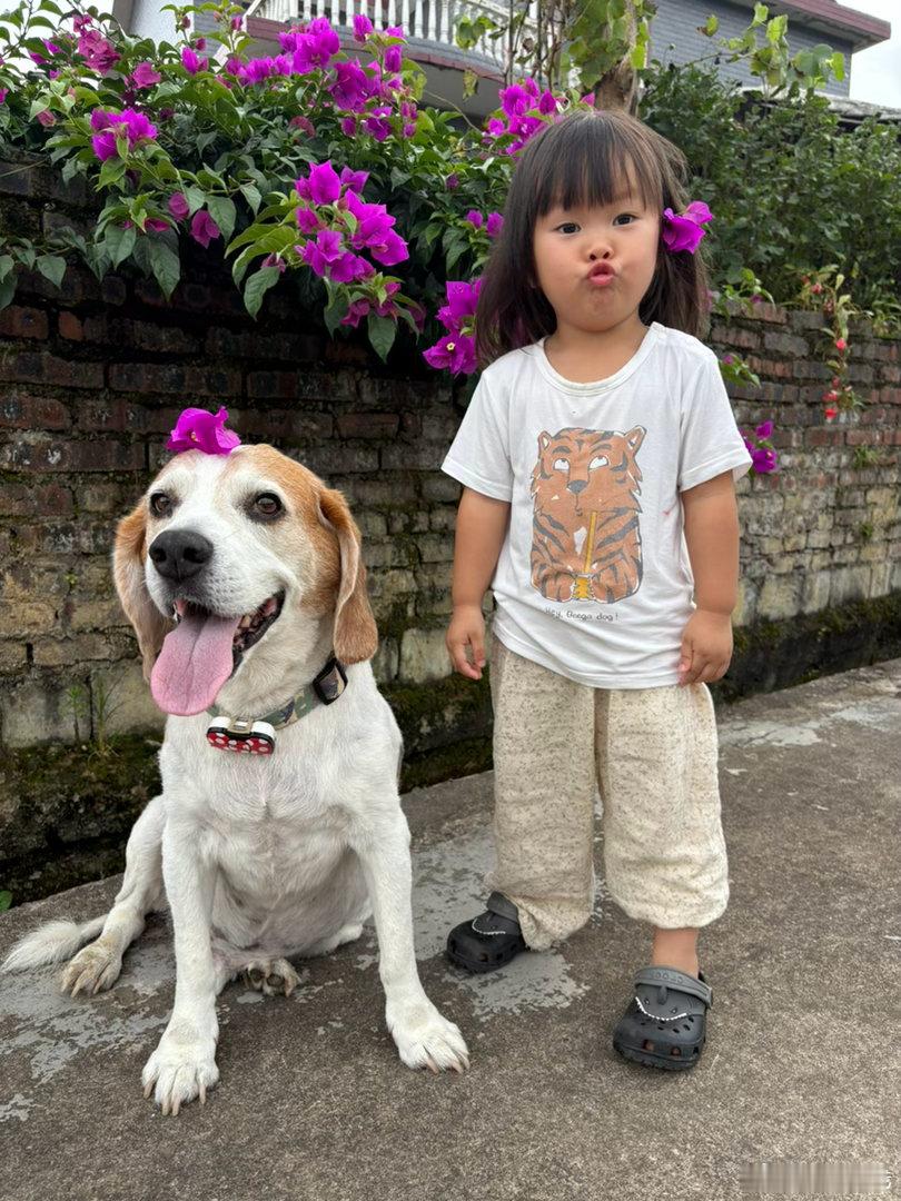 三角梅的夏天狗哥和狗妹
