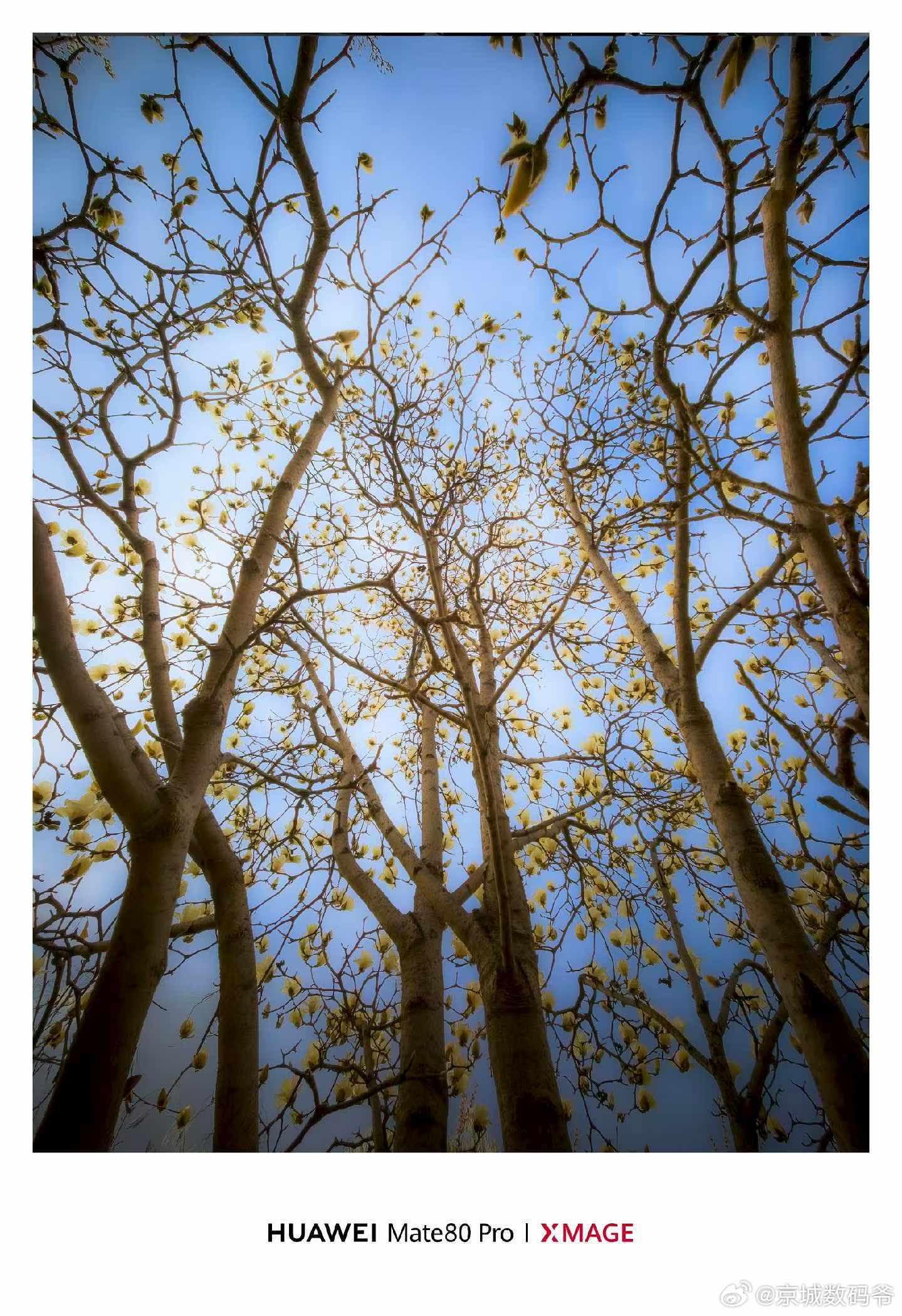 摄影师伙伴用Mate 80 Pro 拍的，他们好像出门都不带单反了