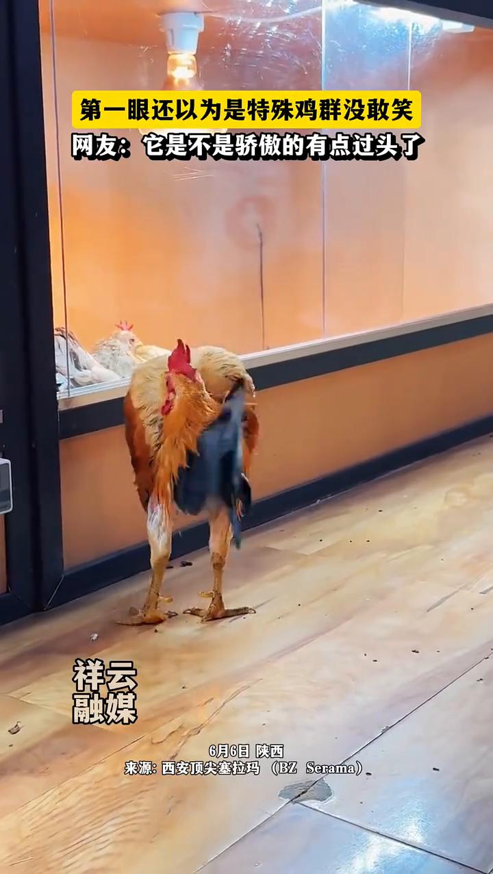 网友：它是不是骄傲的有点过头了？
祥云融媒。
6月6日陕西，第一眼还以为是特殊鸡