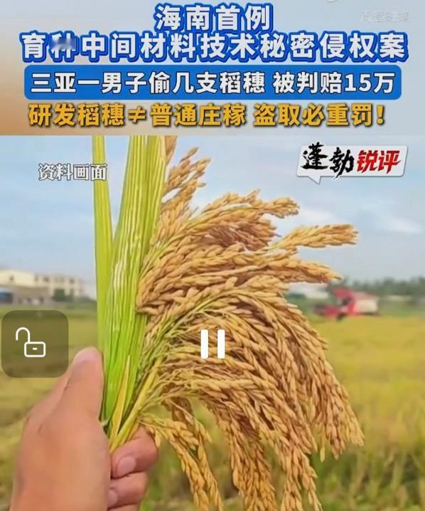 “没安好心！”海南三亚，男子偷几支稻穗被索赔55万。
 
他狡辩偷的是普通稻种，