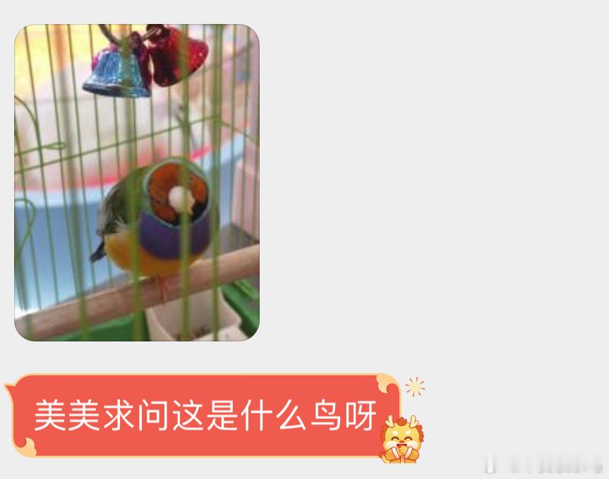 羽毛像调色板的【七彩文鸟】 幼鸟的嘴巴很特别（密恐评论区慎点 ​​​