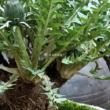 把山野里的蒲公英养成老桩，青苔覆盆，苍劲根系托着鲜绿叶片，野趣里藏着细碎生机，平