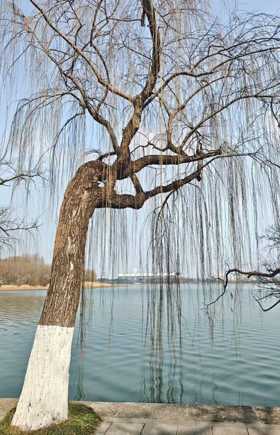 柳丝把春水梳成缱绻的弦，树干半披素衣，像位临水的诗人，正把光阴的低语，写进涟漪里