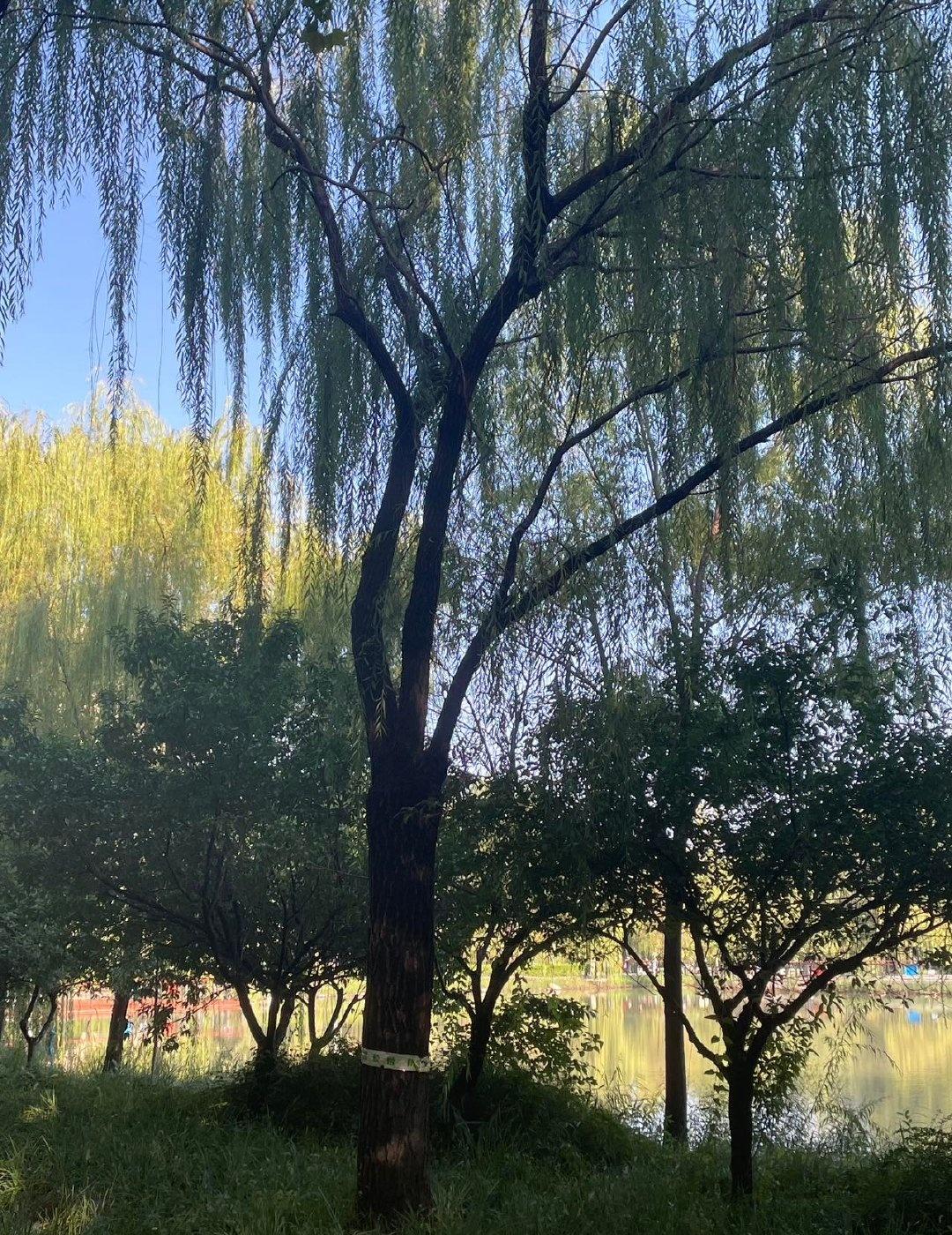 9月少有的晴天☀️，雨水浸泡的桂花树头开满了花，热烈而浓郁，一改雨中的清幽暗香。