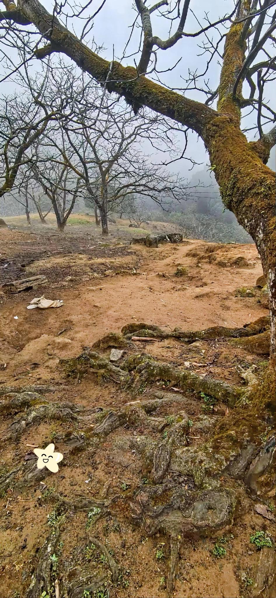 沿着林间小道慢慢前行，脚下的落叶发出沙沙的声响，好似在低声诉说着冬日的宁静。偶尔