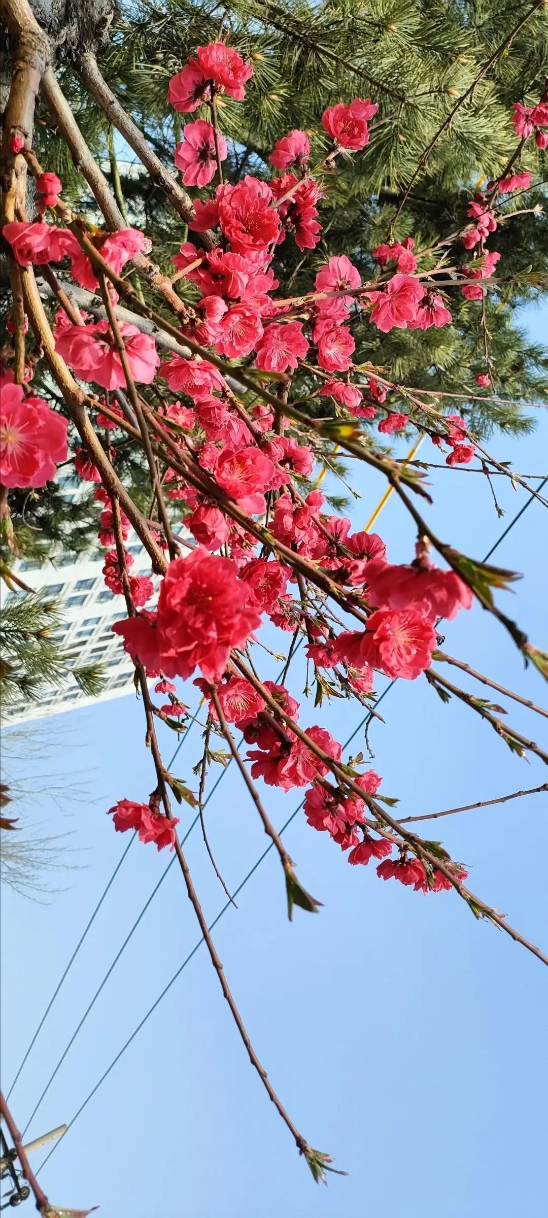 春日暖阳下，粉嫩樱花绽满枝头，美不胜收！🌸🌸🌸