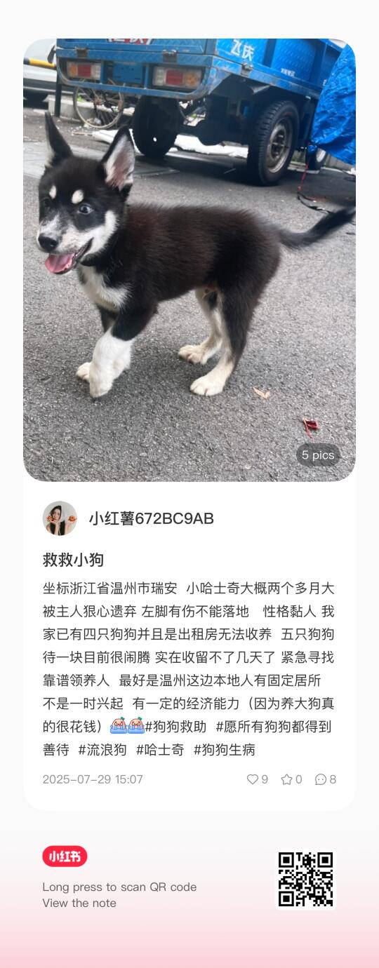 帮转！温州瑞安小哈士奇求靠谱领养