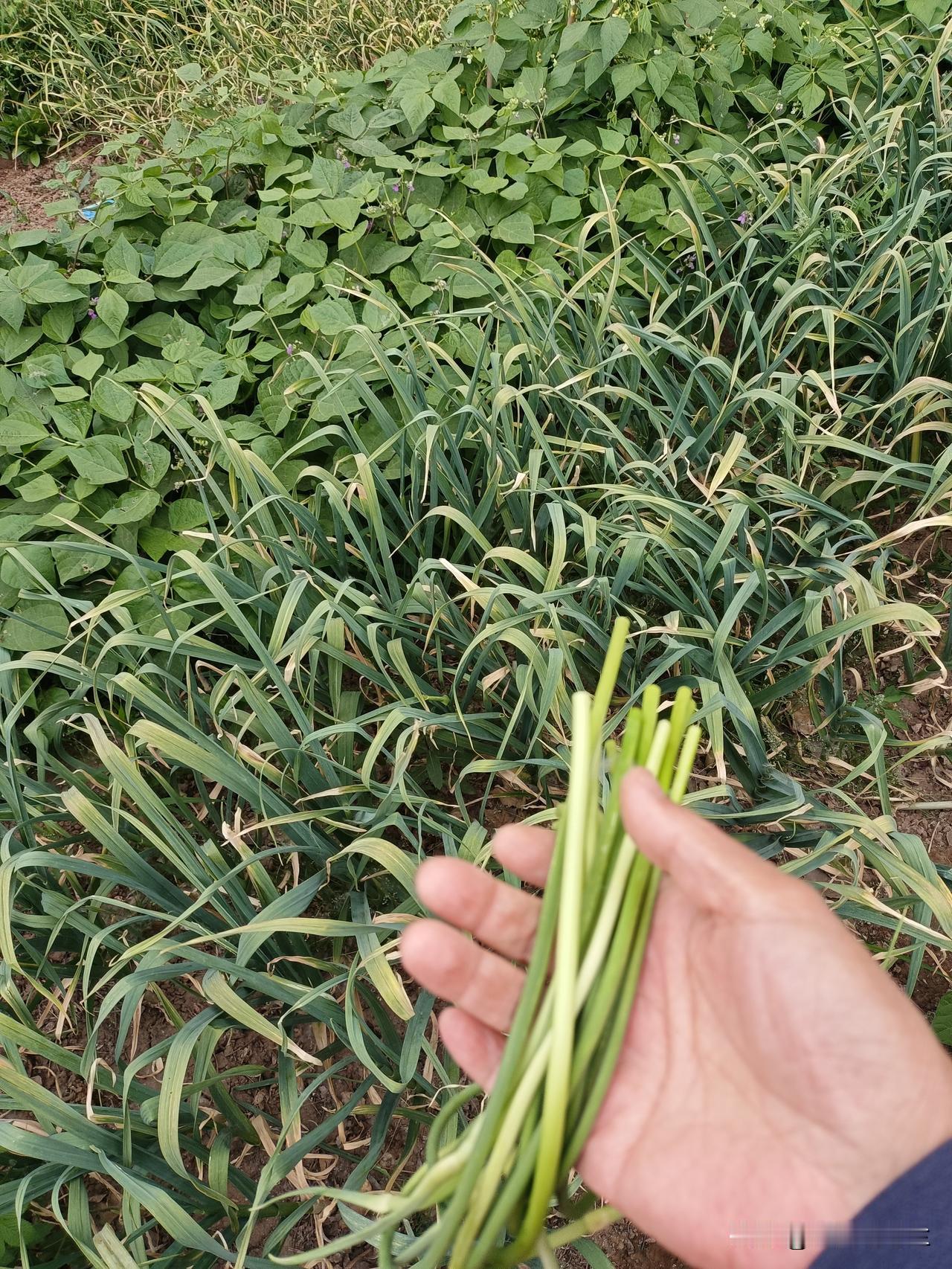 今天下午我去菜园拔菜，每天拔菜成了习惯，菜园里的菜不少，能吃尽量吃。

今天拔了