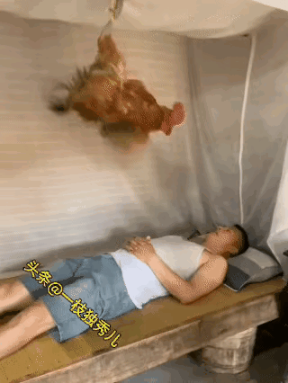 人到是舒服了，鸡就受罪了