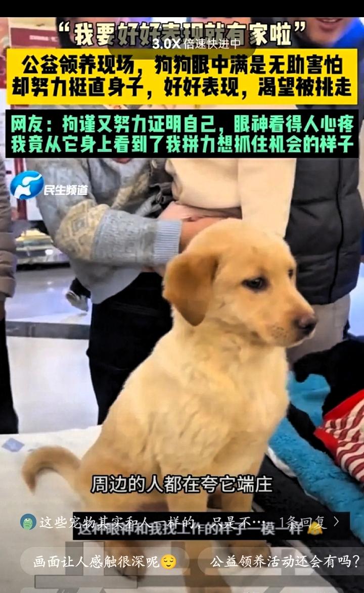 6月21号，北京那个公益领养现场，一只狗努力把身子挺得直直的，就为了能被领走，现