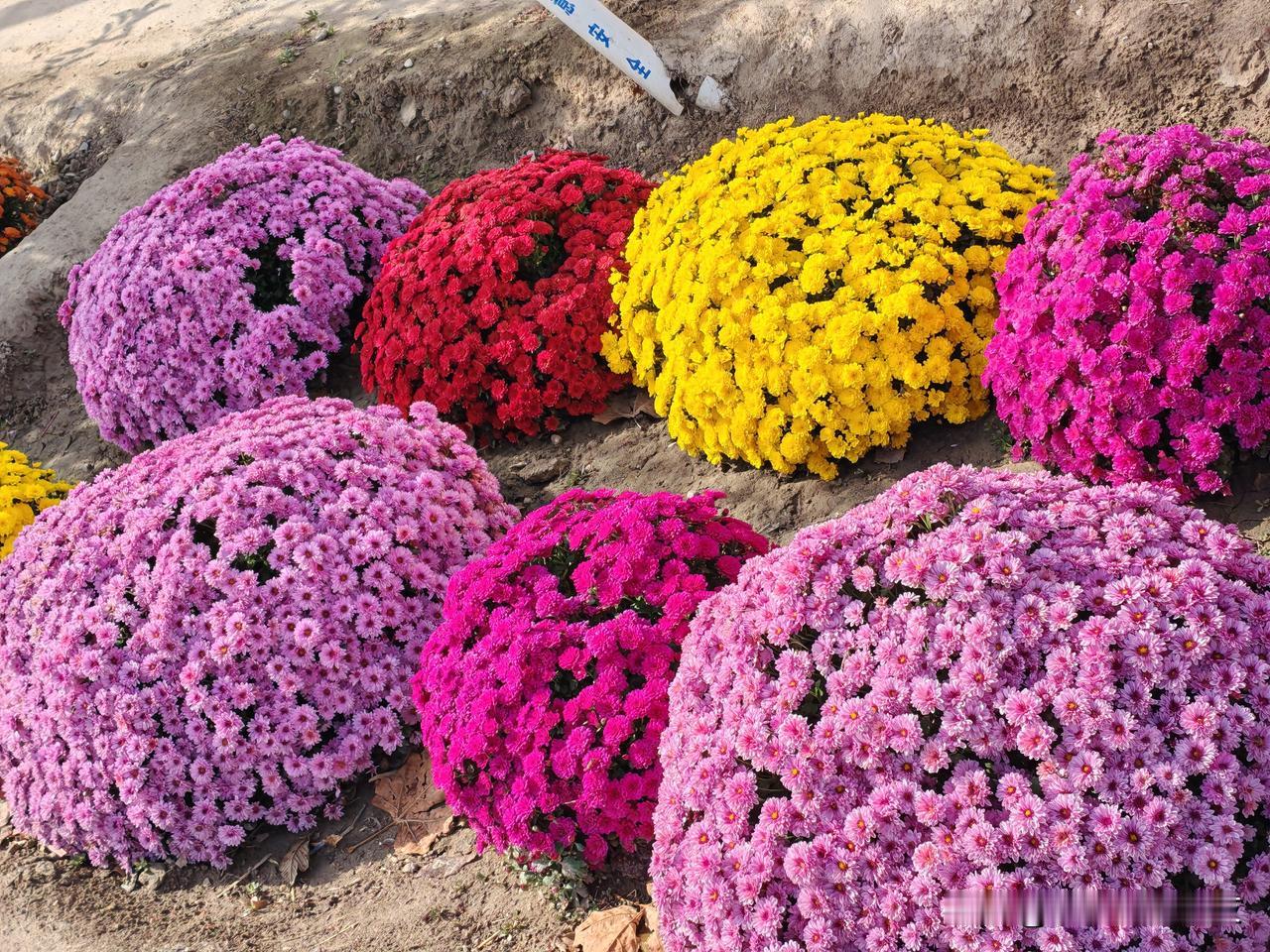 能否分享一下你拍摄的菊花照片