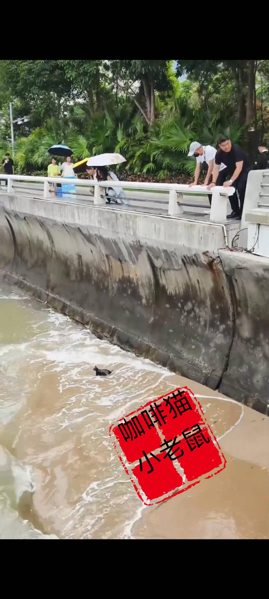 这是小编迄今为止见到过的最暖心的画面，也是路人和保安的协同配合之下才挽救了一只不